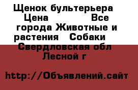 Щенок бультерьера › Цена ­ 35 000 - Все города Животные и растения » Собаки   . Свердловская обл.,Лесной г.